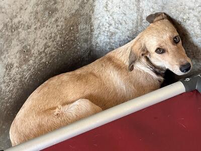 Found Mixed Breed Puppy