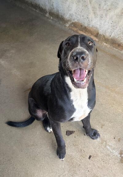 Found Dog