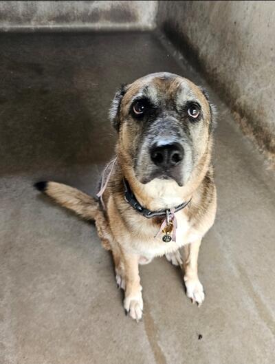 Found Brown and Black Dog