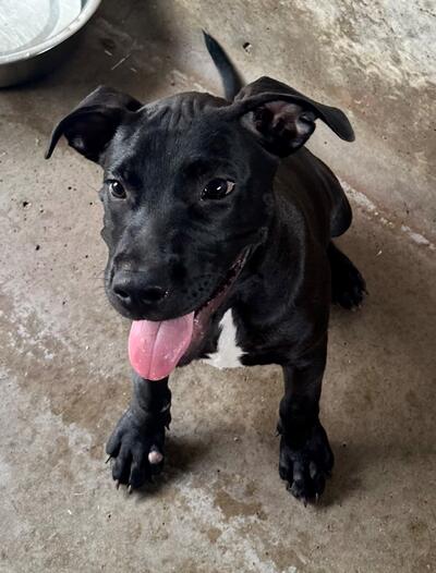 Found Mixed Breed Puppy