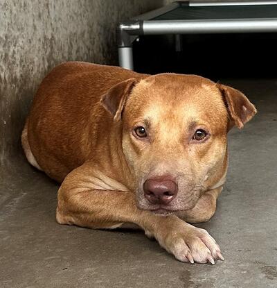 Found Mixed Breed Dog