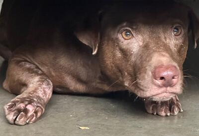 Found Mixed Breed Dog