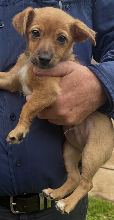 Found Small Mixed Breed Puppy