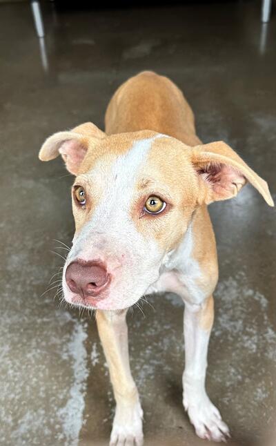 Found Mixed Breed Puppy