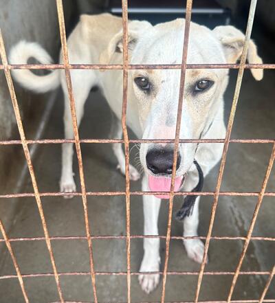 Found Mixed Breed Dog