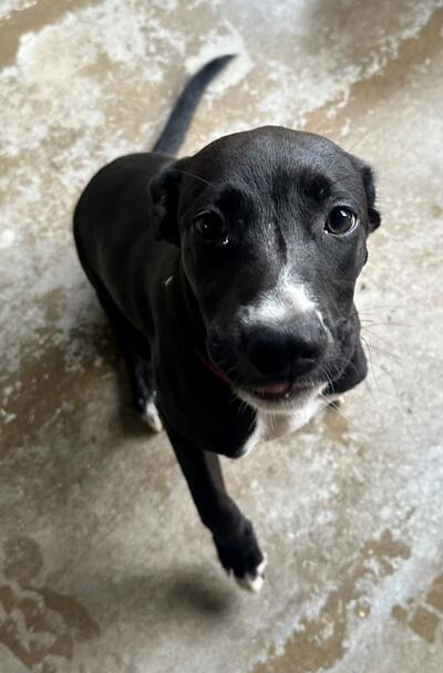 Found Mixed Breed Puppy