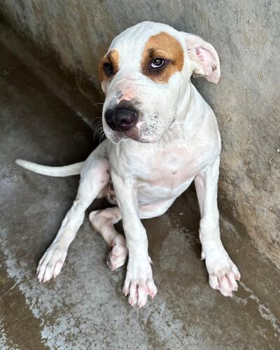 Found Mixed Breed Puppy