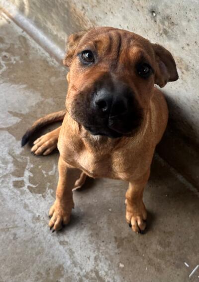 Found Shar Pei X Puppy