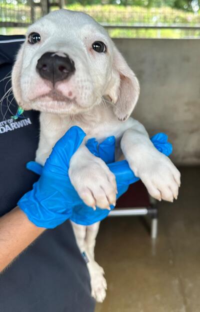 Found Mixed Breed Puppy