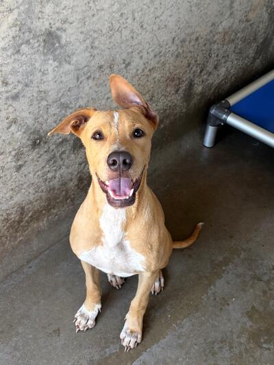 Found Medium Mixed Breed Dog