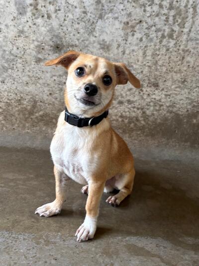 Found Small Breed Dog