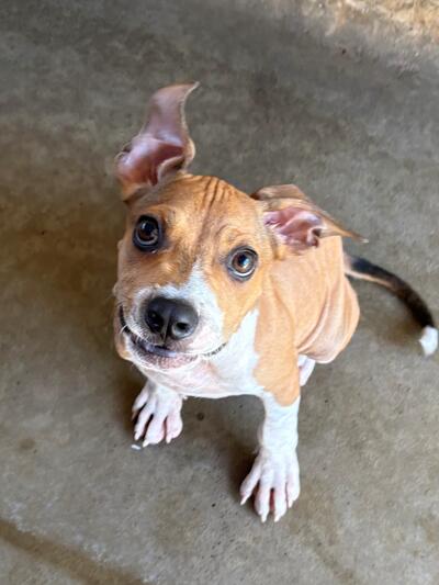 Found Medium Mixed Breed Puppy