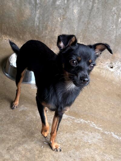 Found Chihuahua