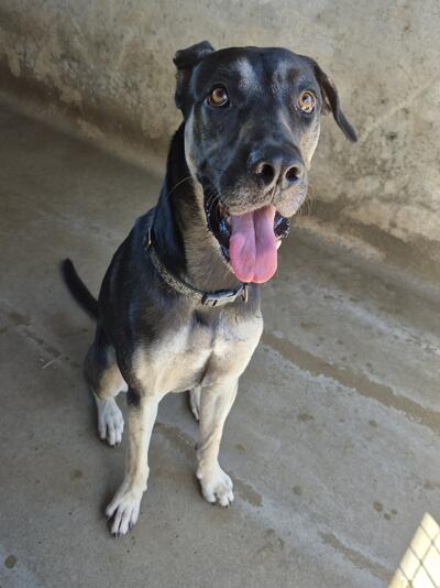 Found Medium Mixed Breed Dog