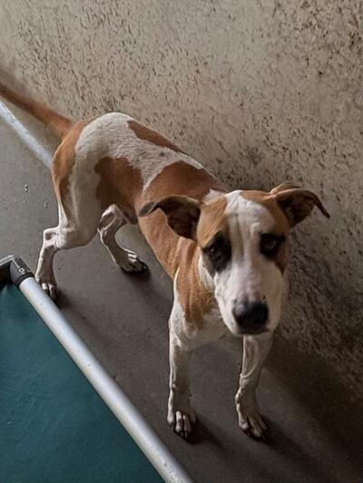 Found Medium Mixed Breed