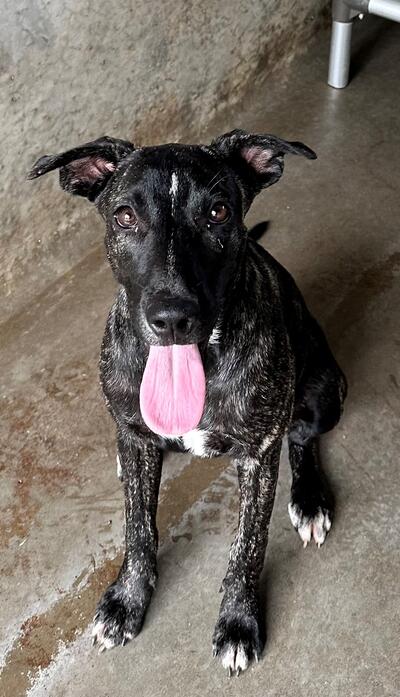 Found Mixed Breed Puppy