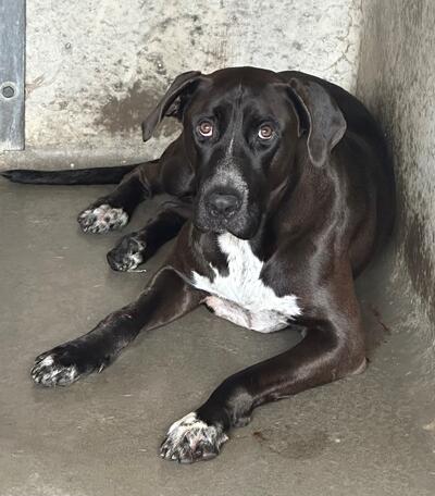 Found Large Mixed Breed Dog