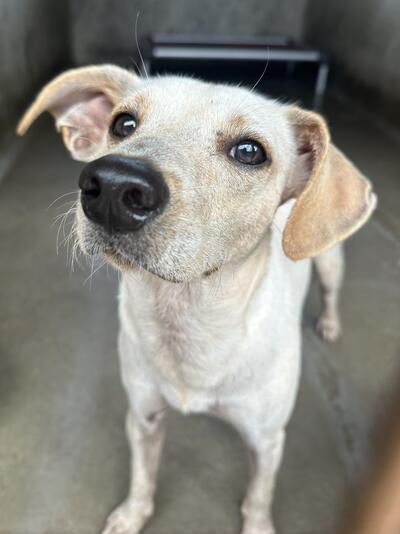 Found dog