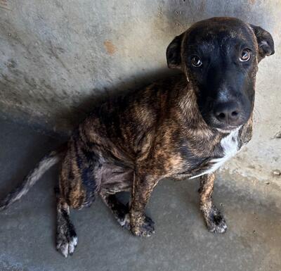 Found Mixed Breed Puppy