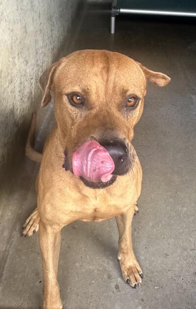 Found Medium Mixed Breed Dog