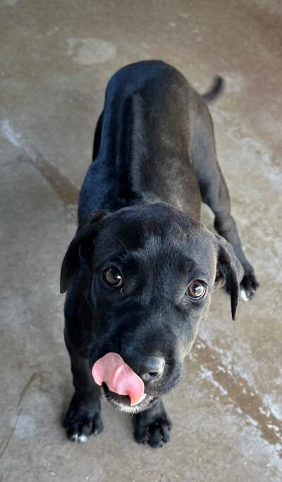 Found Rhodesian Ridgeback X Puppy