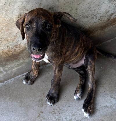 Found Rhodesian Ridgeback X Puppy