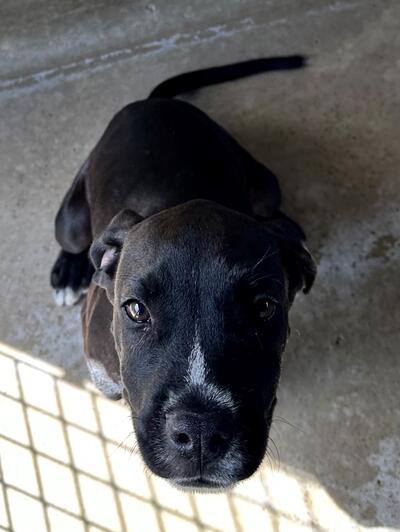 Found Rhodesian Ridgeback X Puppy