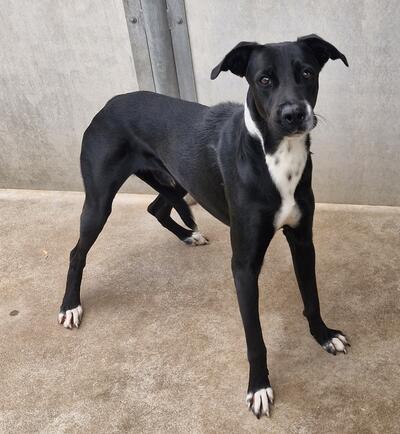 Found Mixed Breed Dog