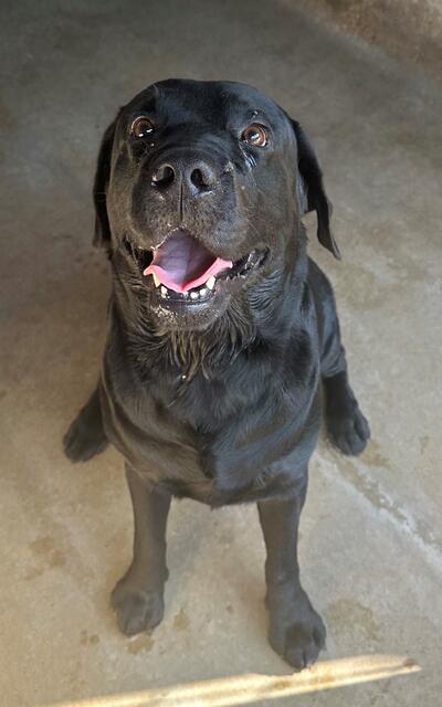 Found Labrador