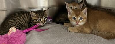 Found Ginger & Tabby Kittens