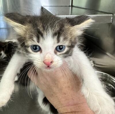 Found Tabby & White Kitten