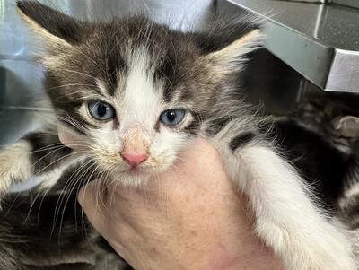 Found Tabby & White Kitten