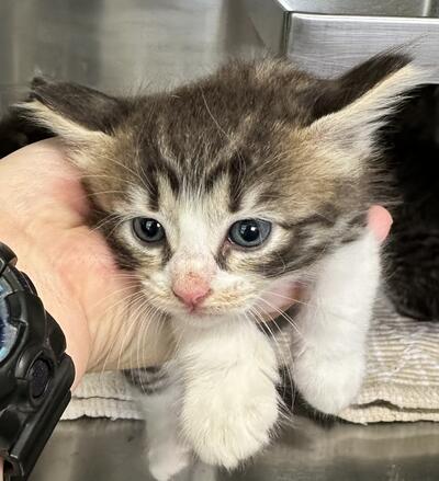 Found Tabby & White Kitten
