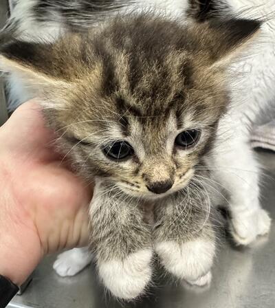 Found Tabby & White Kitten