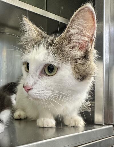 Found Tabby & White Cat