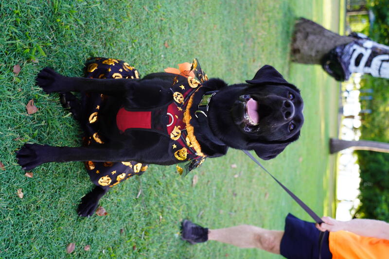 Dog dressed as pumpkin