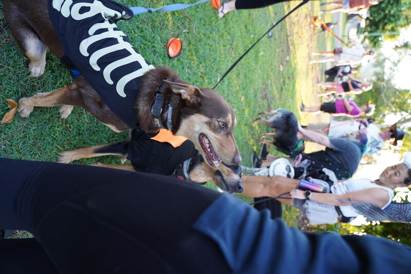 Dogs waiting for treats