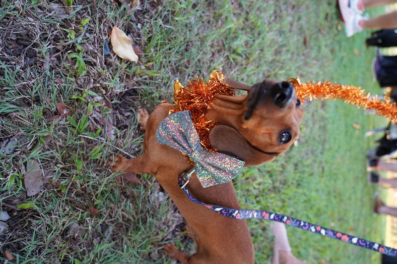 Dog dressed in bowtie