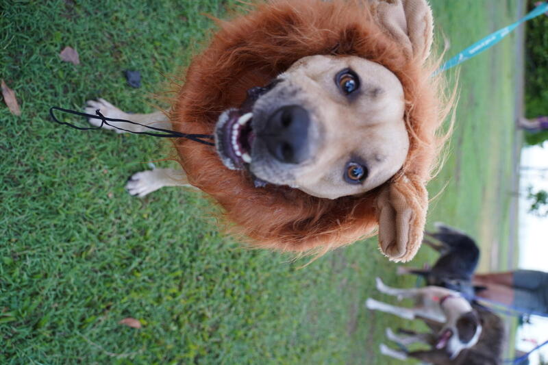 Dog dresses as lion