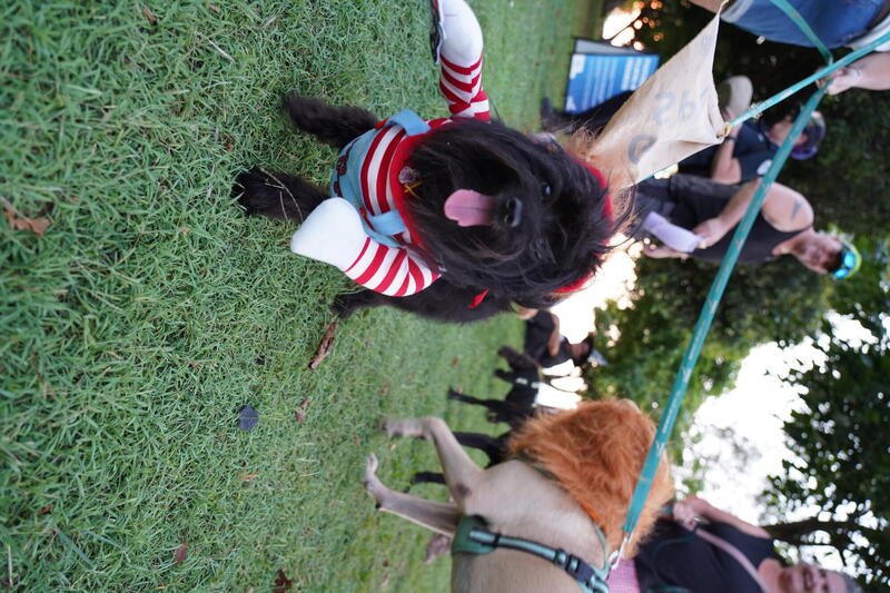 Dog dressed as Chucky