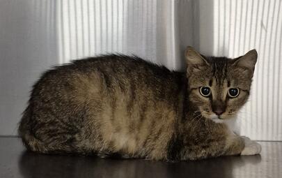 Found Domestic Short Hair