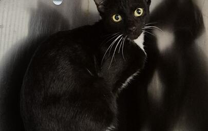Found Domestic Short Hair