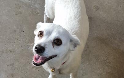 Found Chihuahua Cross