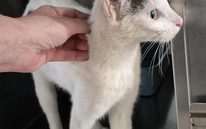 Found Domestic Short Hair