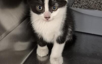 Found Domestic Short Hair Kitten