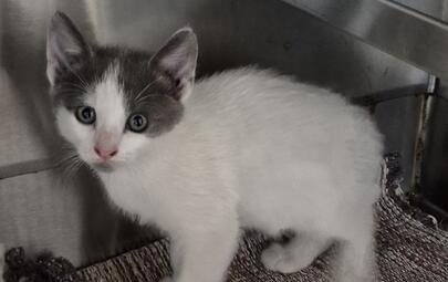 Found Domestic Short Hair Kitten