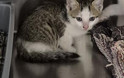 Found Domestic Short Hair Kitten