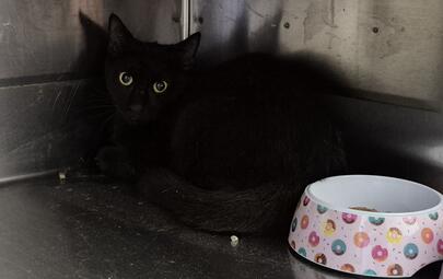 Found Domestic Short Hair