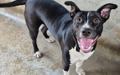 Found Medium Mixed Breed