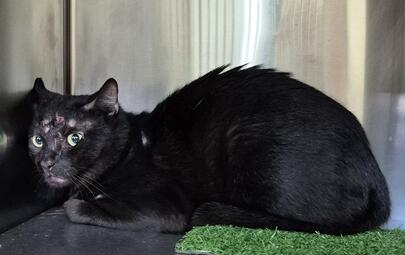 Found Domestic Short Hair